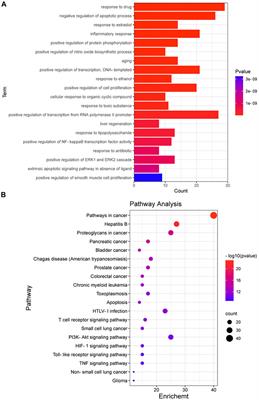 Exploring the Critical Components and Therapeutic Mechanisms of Perilla frutescens L. in the Treatment of Chronic Kidney Disease via Network Pharmacology